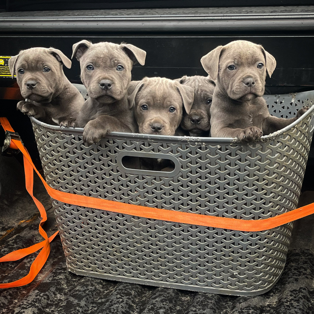 Understanding Littermate Syndrome in Dogs