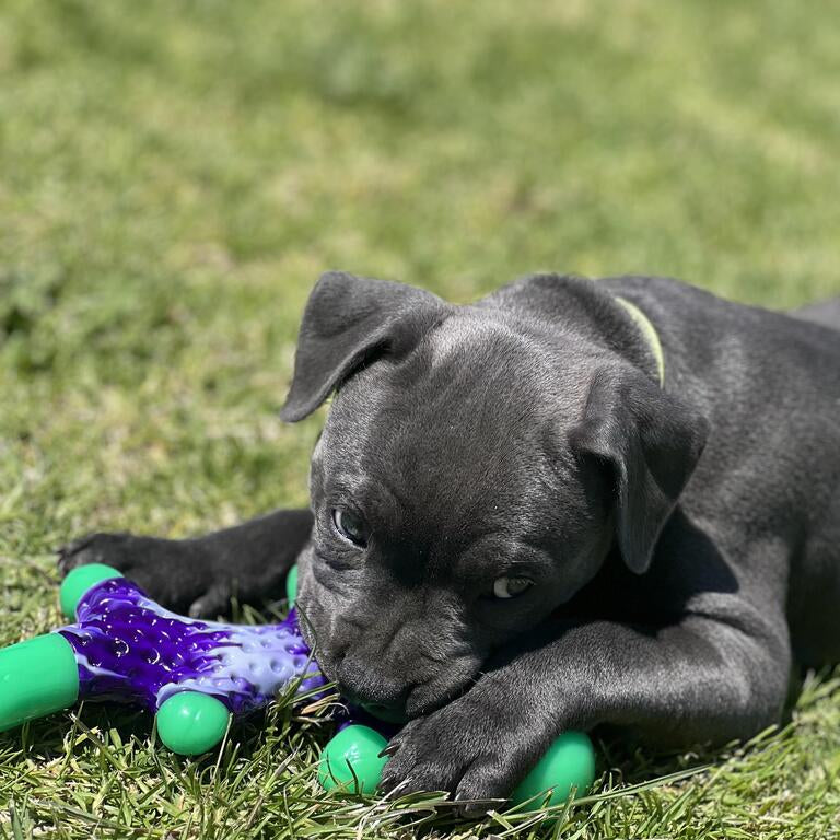 How To Never Replace Another Dog Toy Again